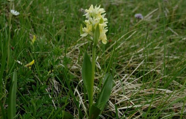 Orchis pallens